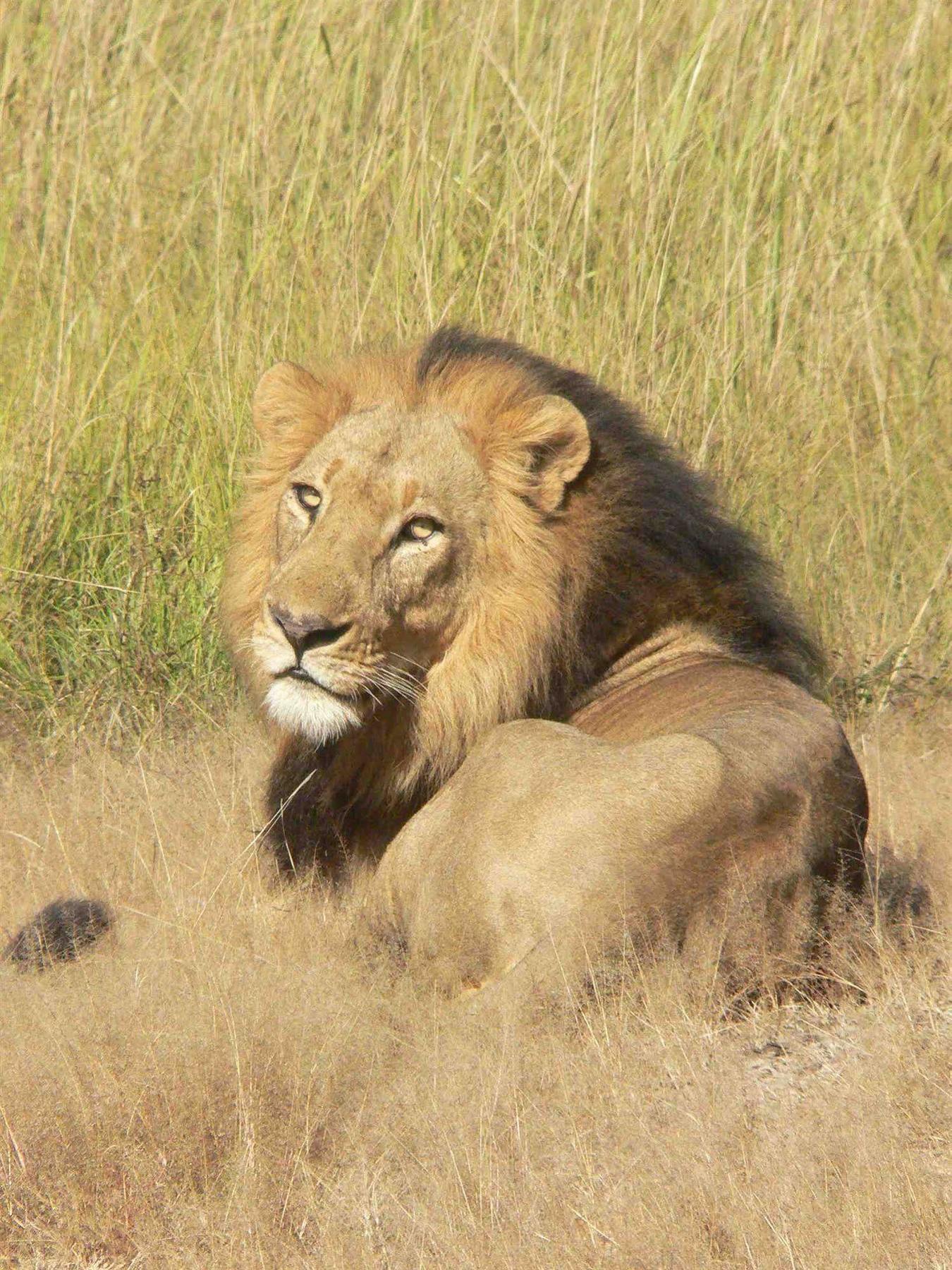 Bongwe Kafue Camp Hotel Eksteriør billede