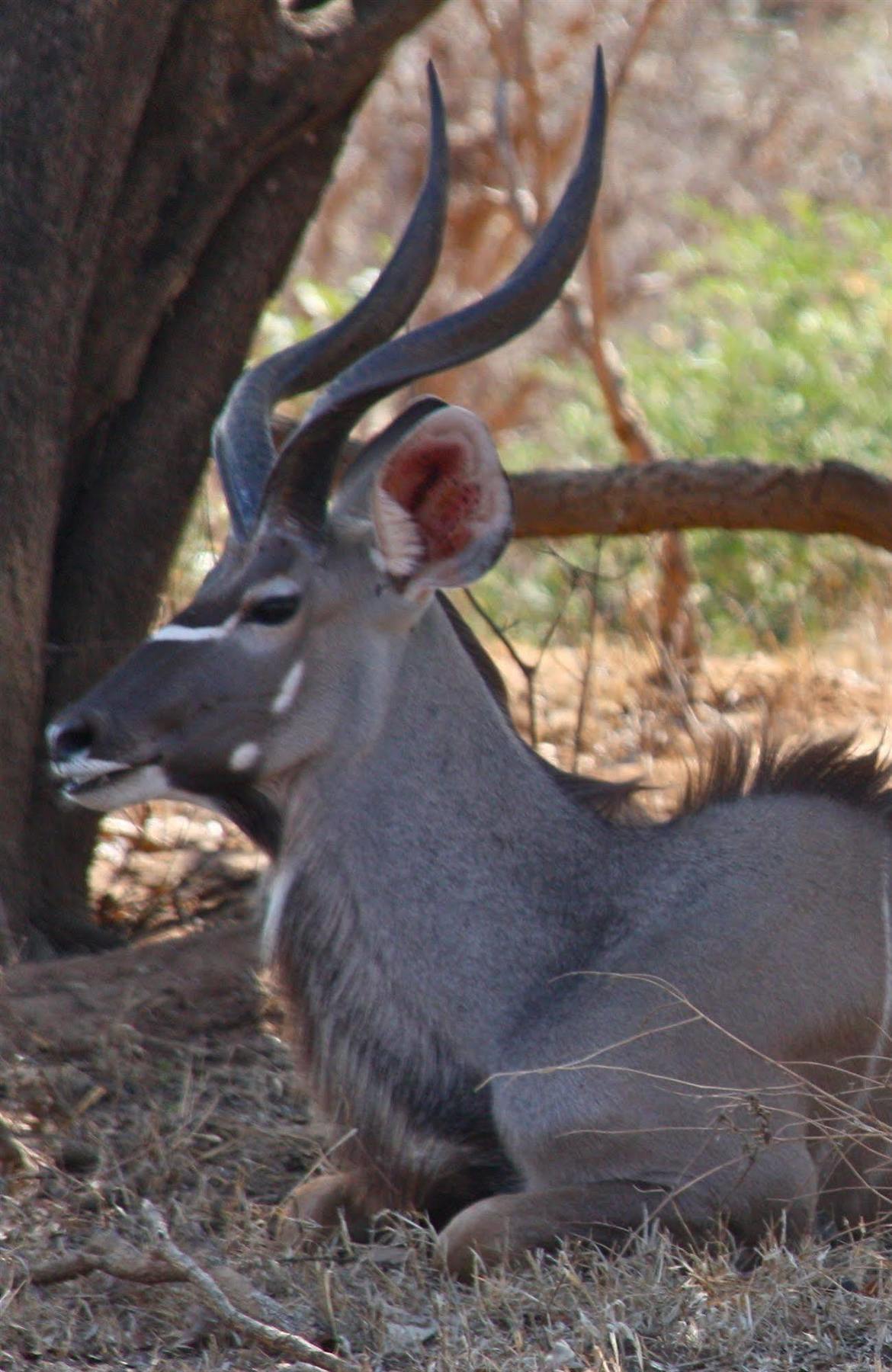 Bongwe Kafue Camp Hotel Eksteriør billede