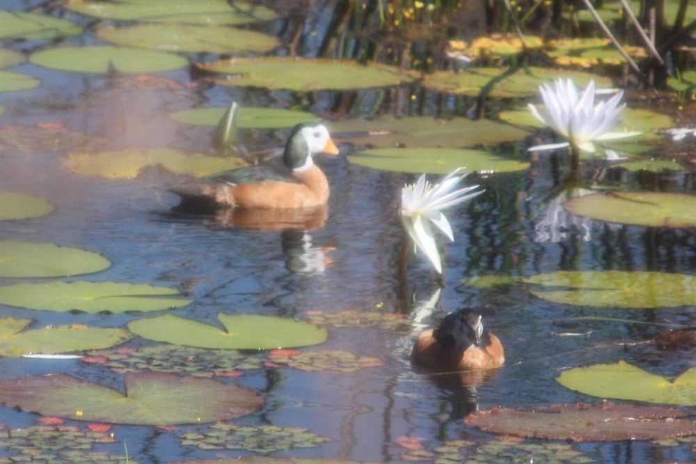 Bongwe Kafue Camp Hotel Eksteriør billede